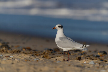Mediterranean gull, Larus melanocephalus,
