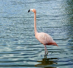flamingo wading in the water