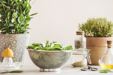 Raw spinach leaves in sieve with ingredients: potted herbs, lemon, olive oil, green pepper and herbal salt in glass jar on kitchen table at white wall background. Front view. Still life