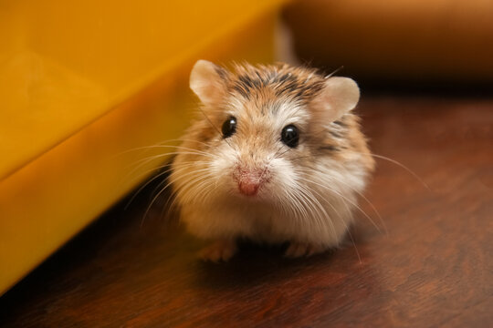 Cute dwarf hamster climbing on the cage - Roborovski Hamster