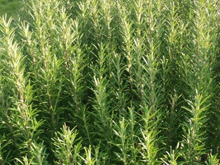 Full frame image of healthy lush herbal rosemary bush foliage