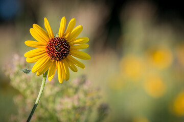 Sunflower bloom with out of focus flowers in natural background.
