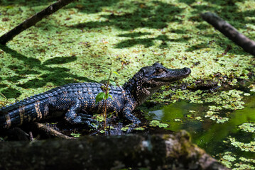 Corkscrew Swamp Sanctuary Young Alligator