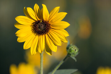Sunflower in bloom with natural background. Sunflower close-up.