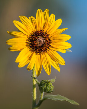 Sunflower blooming. Sunflower natural background. . Sunflower close-up.