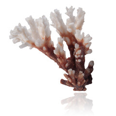 Obraz premium coral branch isolated on white background with reflection