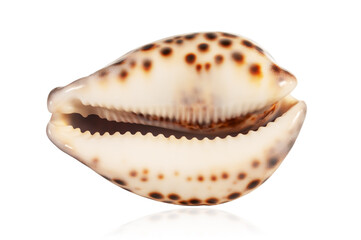exotic tropical shell isolated on white background with reflection