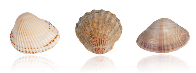 set of exotic tropical shells isolated on white background with reflection