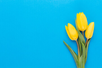 Yellow tulips on the blue background.