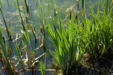 Schilf am Ufer des Sees
