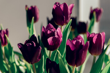 Valentine's day or mothers day tulip flowers purple color