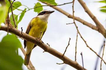 Um pássaro amarelo empoleirado em um galho de uma amoreira. Pitangus sulphuratus.