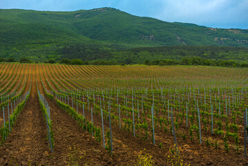 Vineyard in the middle of the most famous wine region of Crimea