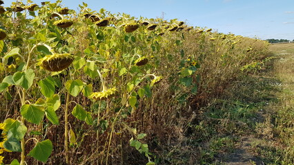 Fototapeta na wymiar field with sunflowers by the road