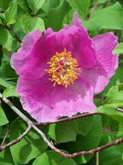 Caucasian peony in the mountain forest