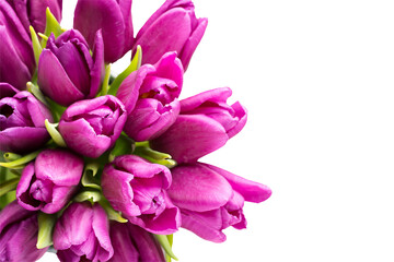 Obraz na płótnie Canvas Purple tulip bouquet on the gray background.