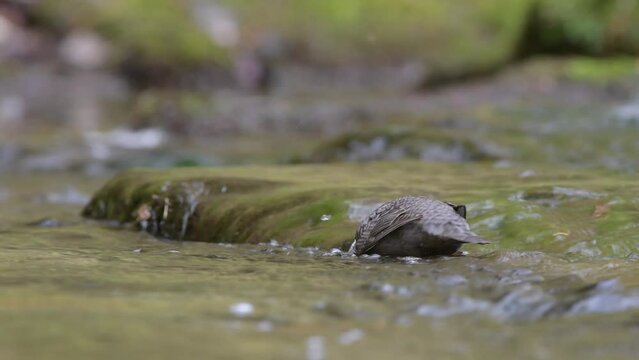 The White throated dipper looking for food underwater (Cinclus cinclus)