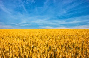 Ukrainian flag, wheat field against the blue sky - Powered by Adobe