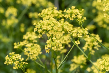 Russia. Kronstadt. June 10, 2020. Bright yellow flowers of the millennial.