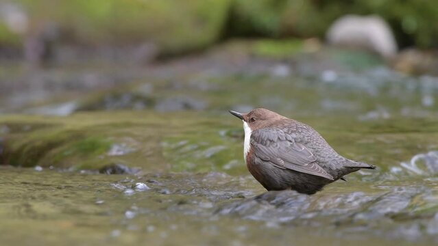 The dip, White throated dipper at hunt (Cinclus cinclus)