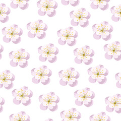 seamless pattern vector cherry flowers on white background. spring blossom fragrance