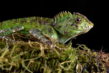 Sumatran forest dragon in black background
