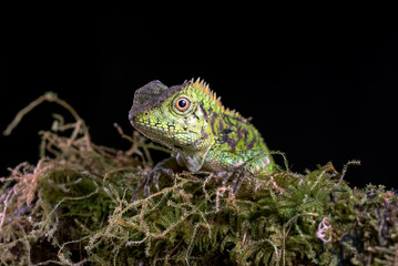 Sumatran forest dragon in black background