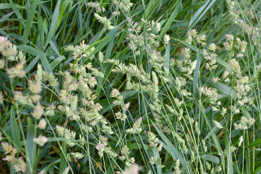 The herb Dactylis glomerata grows in nature