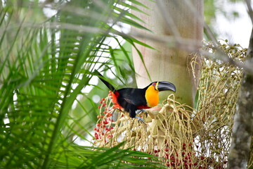 tucano © Renato