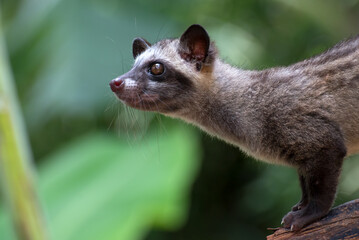 Obraz premium Close up photo of Asian palm civet