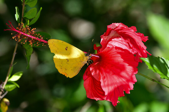 borboleta