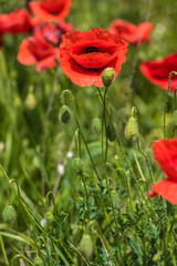 Obraz premium red poppies among the green grass in the summer
