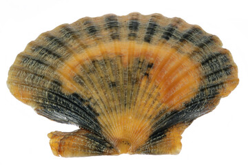queen scallop, Aequipecten opercularis, clam, shell, seashell, mussel, saltwater, marine, bivalve, mollusk, mollusc, North Sea, Dutch, isolated, white background, natural, find, specimen, artifact, di