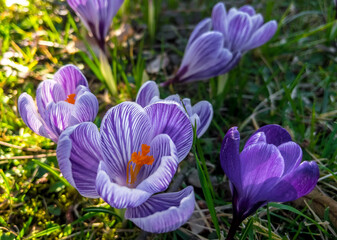 Spring flowers in park