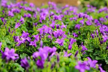 Fototapeta premium Campanula plants in the garden in Spain