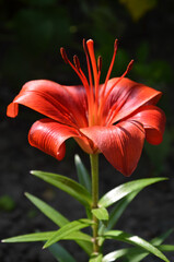 Red Lily on dark background