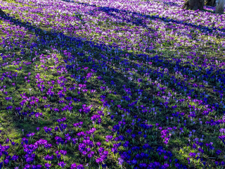 Obraz premium Spring flowers in park