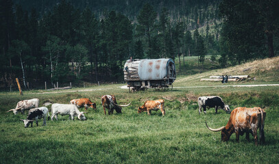 herd of cattle by old wagon