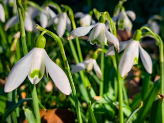 Spring flowers in park