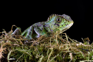 Sumatran forest dragon in black background