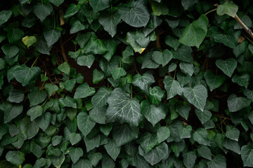 Ivy wall texture. Decorative natural natural background of evergreens. The concept of ecology, nature protection, Earth Day. Oxygen release, green plants leaf structure. Layout for eco banner design