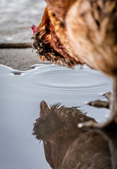 portrait of a fluffy chicken