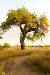 fall scene with trees and leaves