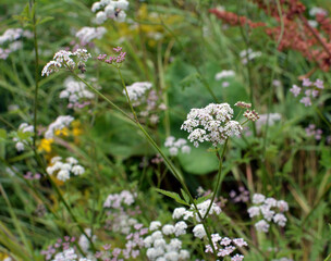 Torilis japonica grows in the wild