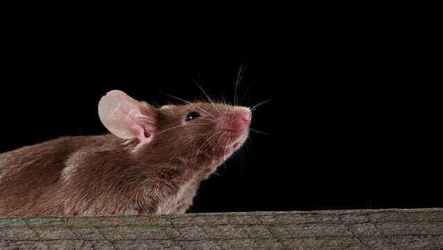 nahaufnahme von einer braunen maus vor schwarzem hintergrund im gegenlicht, mehrere szenen
