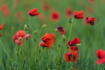 red poppies close-up in a field in summer among the green grass