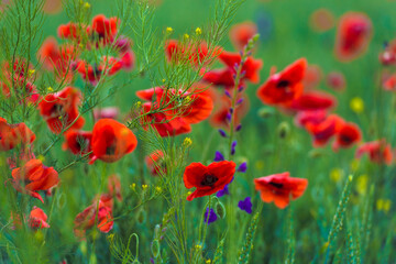 red poppies close-up in a field in summer among the green grass