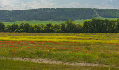 poppy field at the foot of the hill in May