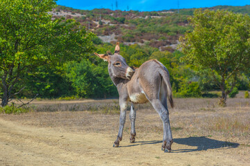 a young donkey in the summer in a field