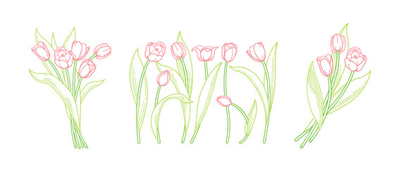 Fototapeta na wymiar Vector line art set of blooming spring flowers. Tulip flower bouquet line art. Symbol for Women's Day, Mothers Day. Isolated tulips on white background. Design linear artwork tulips element.Springtime